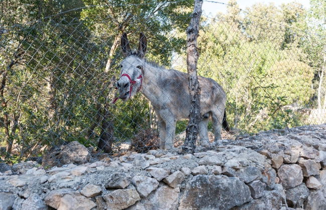 Casa De Piedra in Campanet - Foto 20