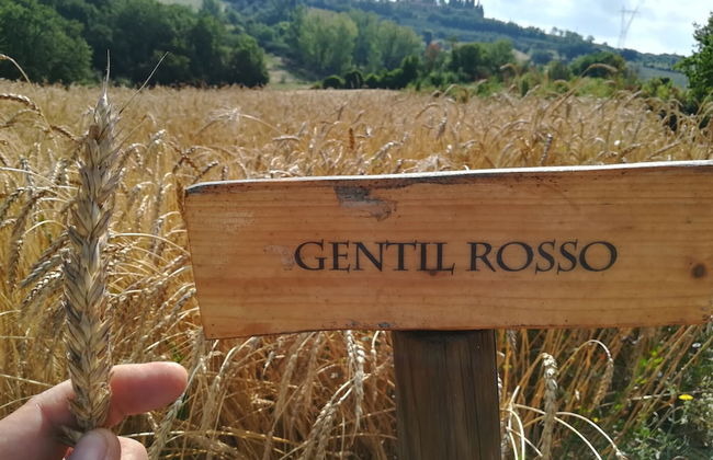 Fattoria Santa Vittoria Apartment Gazza - Foto 23