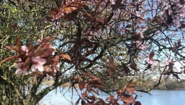 Les Bambous - Foto 4