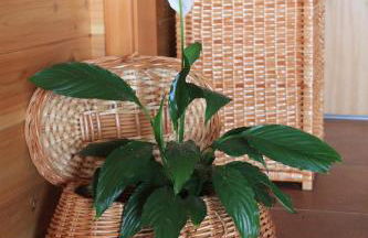 Quinta da Pavoa - Cottage House - Photo 24