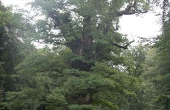 Ferienwohnung Ivenack Erdgeschoss - Foto 9
