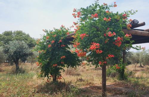 Montinho do Palanque - Foto 48