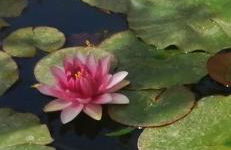 Filoxenia Olive Garden luxury villas and suites - Foto 20