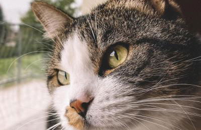 Domus Laetitiae Santa Croce - Foto 35