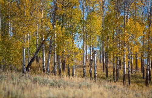 Alpine Recharge by KABINO Huge Views Hot tub Garage PS3 WiFi Loft - Foto 25