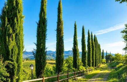Agriturismo il Pino - Bioagricoltura - Foto 18