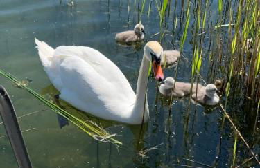 SWEET APP AM SEE - Foto 12