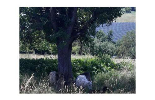 Lake Constance Garden Comfortable holiday residence - Photo 16