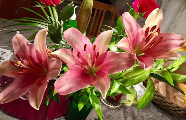 Treehouse Magpies Nest With Bubble Pool - Foto 18