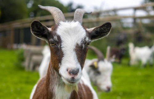 Annery Kiln Great Torrington - Foto 10