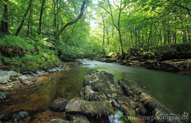 Dartmoor Reach Alpaca Farm - Foto 72