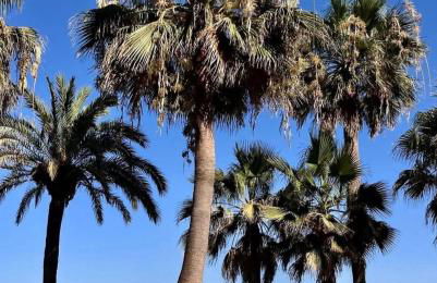 Luxury beachfront apartment with pool, sauna, fitness and gym in province Malaga, Andalusia - Photo 28