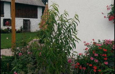 House Nada - Foto 12