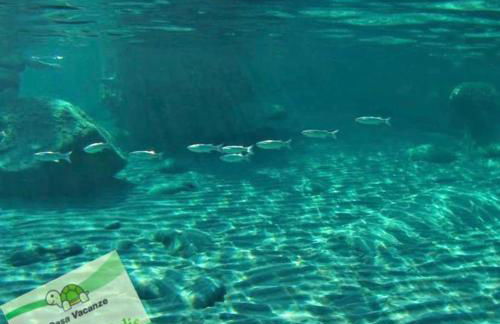 casa vacanza cilento PARDALIS - Foto 6