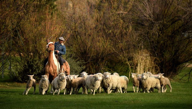 Cena con espectáculo en la Estancia 25 de mayo - Foto 2, Arreo de ovejas en la estancia 25 de mayo