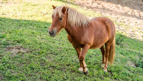 Lemon Villa with Private Indoor Heated Pool - Oporto Lemon Farm, near Porto - Foto 5