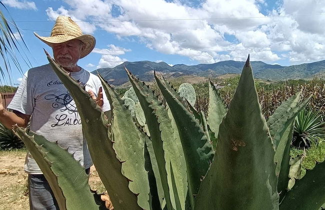 Day Trip to Oaxaca & San Martín Tilcajete - Photo 5