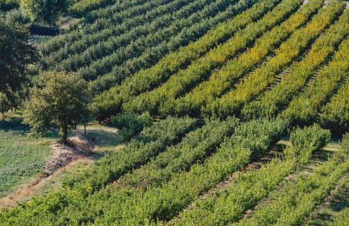 Corte San Ruffillo-Azienda Agrituristica - Foto 62