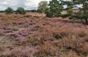 de lüt Ferienhof Jameln - Foto 38