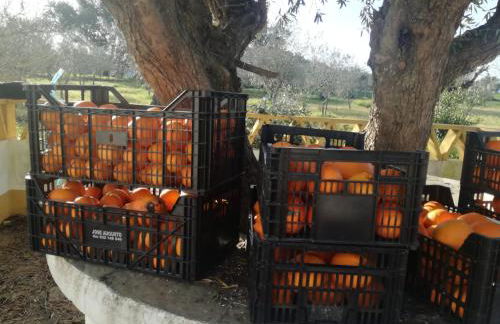 Montinho do Palanque - Foto 42