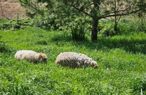 Domaine de Massoulac - Foto 49