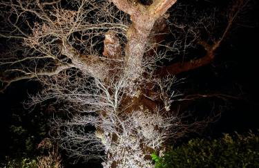 Oak Tree Hideaway - Foto 64