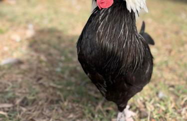 Agriturismo Tenuta della Prea - Appartamento la Stalla - Foto 29