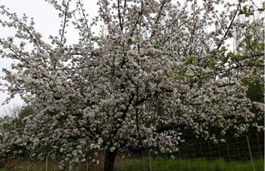 Ferienwohnung Zum Bienenstock - Photo 12