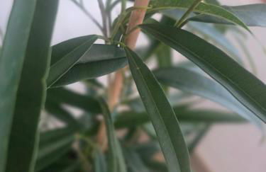 Alma Feliz - Foto 30