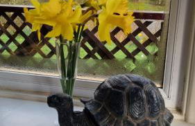 Turtle Lodges 29 - Riverside - Foto 6