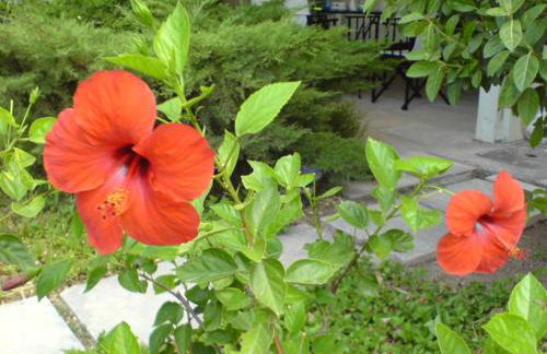 Comfortable garden Apt near Vouliagmeni beach - Photo 17