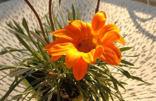 Aux Lauriers d'Adhémar - Foto 29