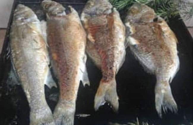 Holiday House Perkic mm - Photo 45