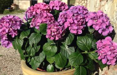 FAETOLE typical Tuscan country house near FLORENCE - Foto 31