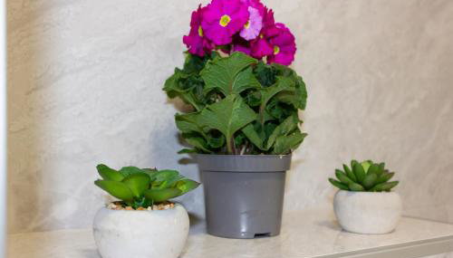 Luxury Apartment Petra - Foto 2