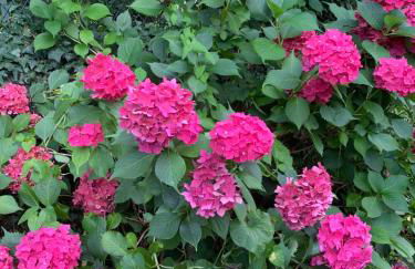 Residence Rokia - Foto 8