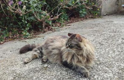 Appartamenti Cerami con parcheggio a un passo dal mare - Foto 20