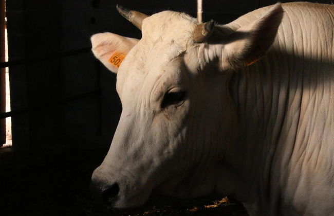 Agriturismo Valdifiori - Photo 25