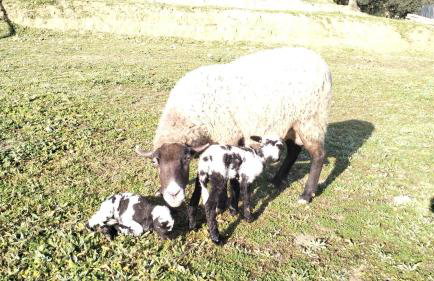 Masía Can Janàs - Foto 22