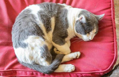 Fallbrook Vineyard Estate - Foto 14