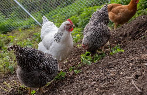 Hansjörgenhof Bioland-Hof - Foto 37