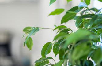 Lake Como BORGO VIGNOLA - Foto 30