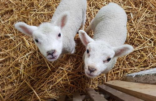 Welshhomestead - Foto 17