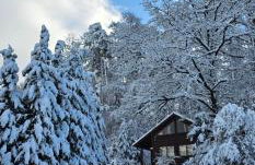 Romantisches Waldhaus mit Privatsauna, Grill und Feuerschtelle - Foto 1