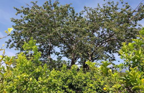 Villa Ginevra - Foto 44