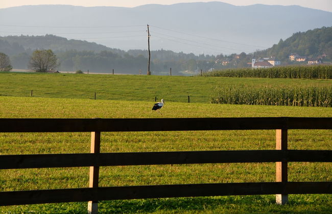 Glamping Kolpa Resort - Foto 42