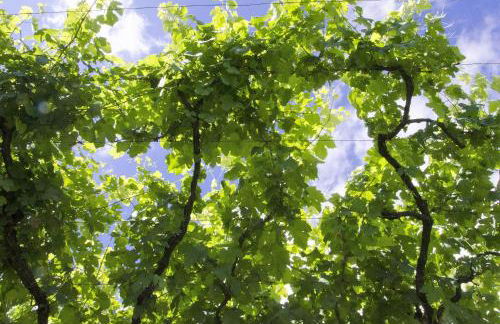 Family Secrets Douro - Foto 40