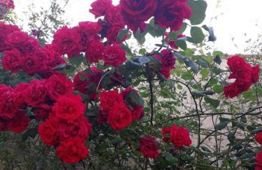 Villa Ioanneta - Close to sea, private parking, pet-friendly - Photo 50