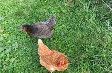 Apple Blues Farm - Foto 36