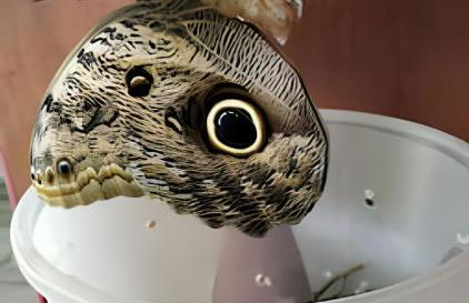 Quintal do Contêiner em Manguinhos - Photo 90